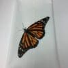 A butterfly is sitting on the white towel.