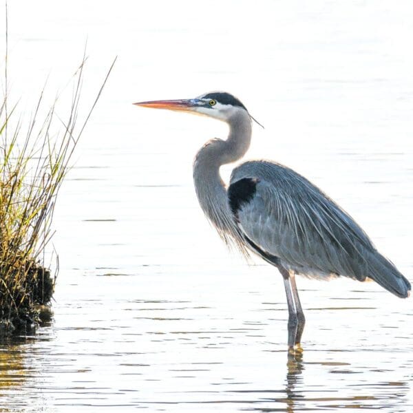 A bird standing in the water near some grass.