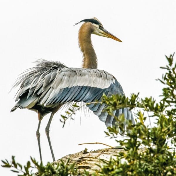 A bird standing on top of a tree.