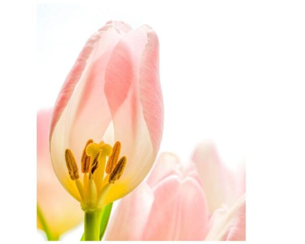 A close up of the inside of a flower